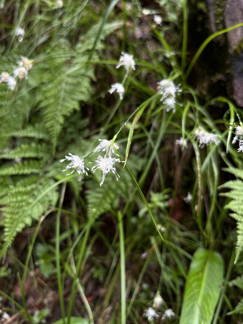 Juncus concinnus