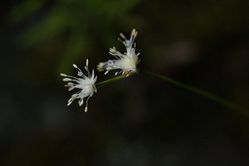 Juncus concinnus photo 2