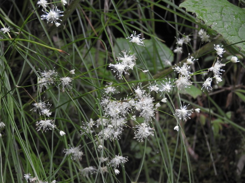 Juncus concinnus photo 3