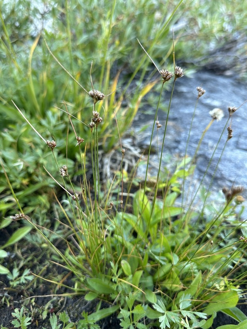 Colorado Rush photo 4