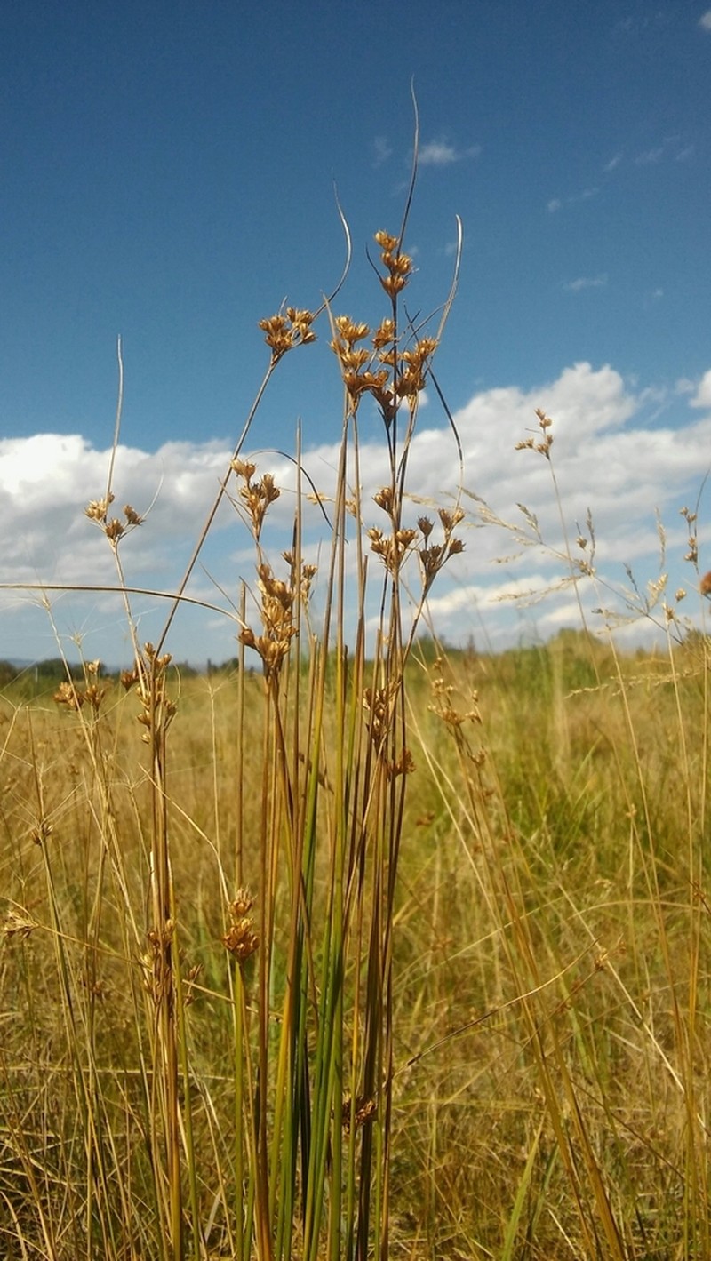 Colorado Rush photo 7