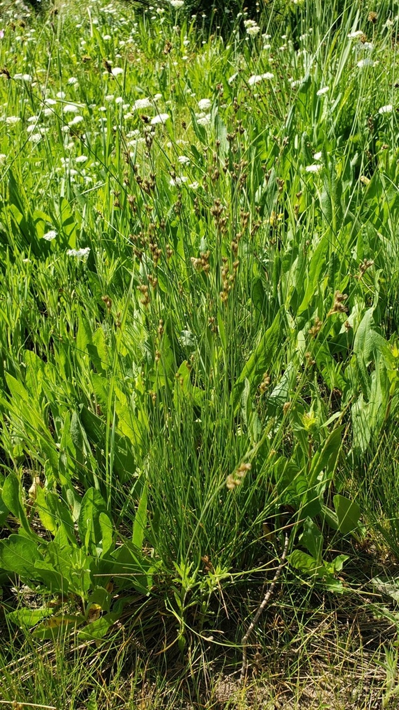 Colorado Rush photo 8