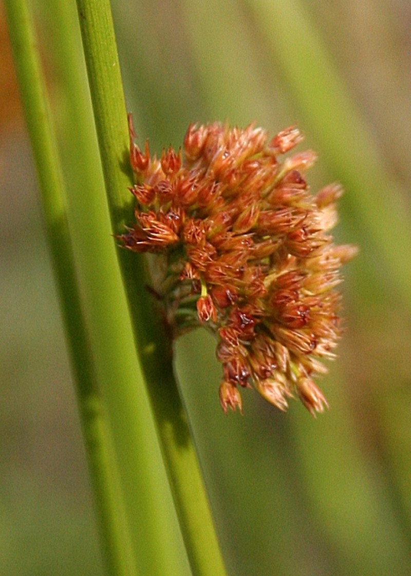 Juncus conglomeratus photo 2