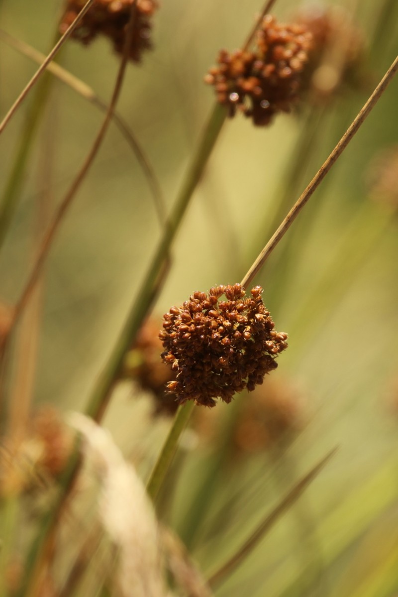 Juncus conglomeratus photo 3