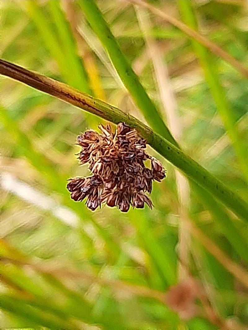 Juncus conglomeratus photo 4