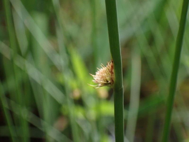 Juncus conglomeratus photo 5