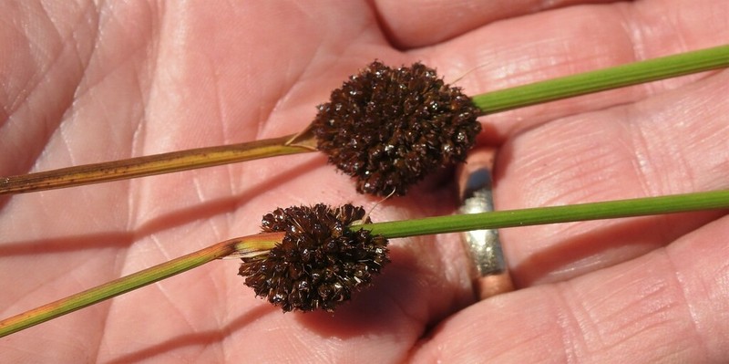 Juncus conglomeratus photo 6