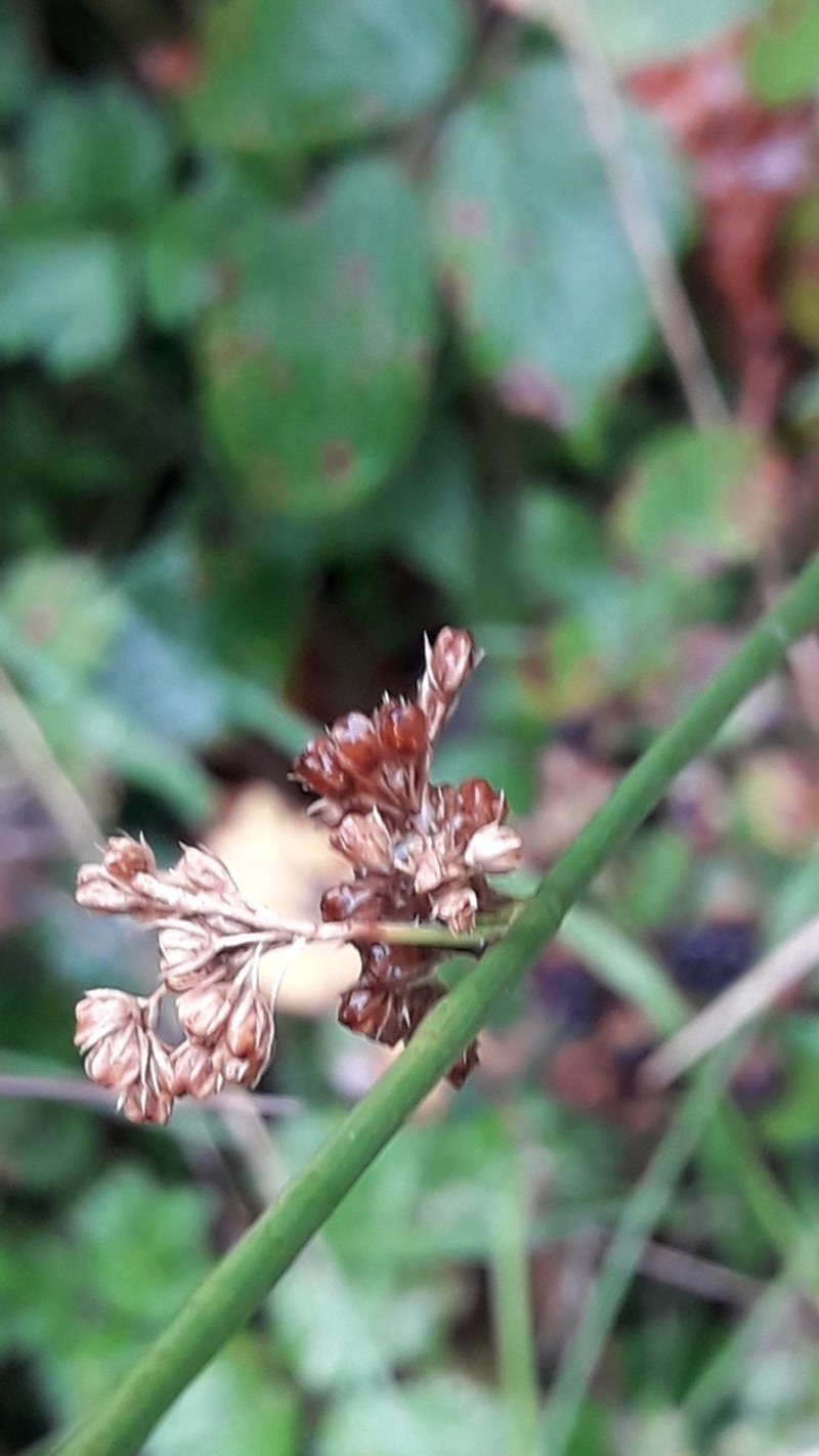 Juncus conglomeratus photo 7