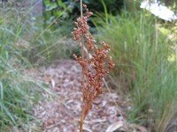 Juncus continuus