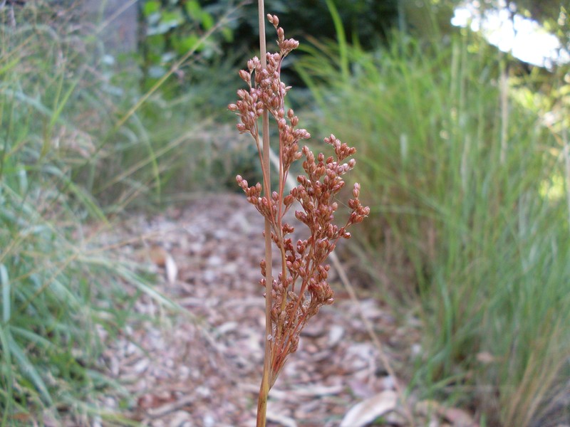 Juncus continuus