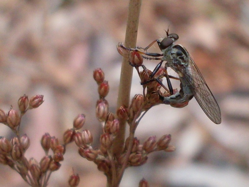 Juncus continuus photo 2