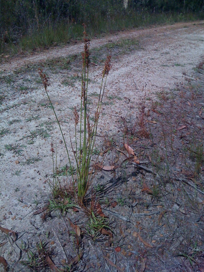Juncus continuus photo 3