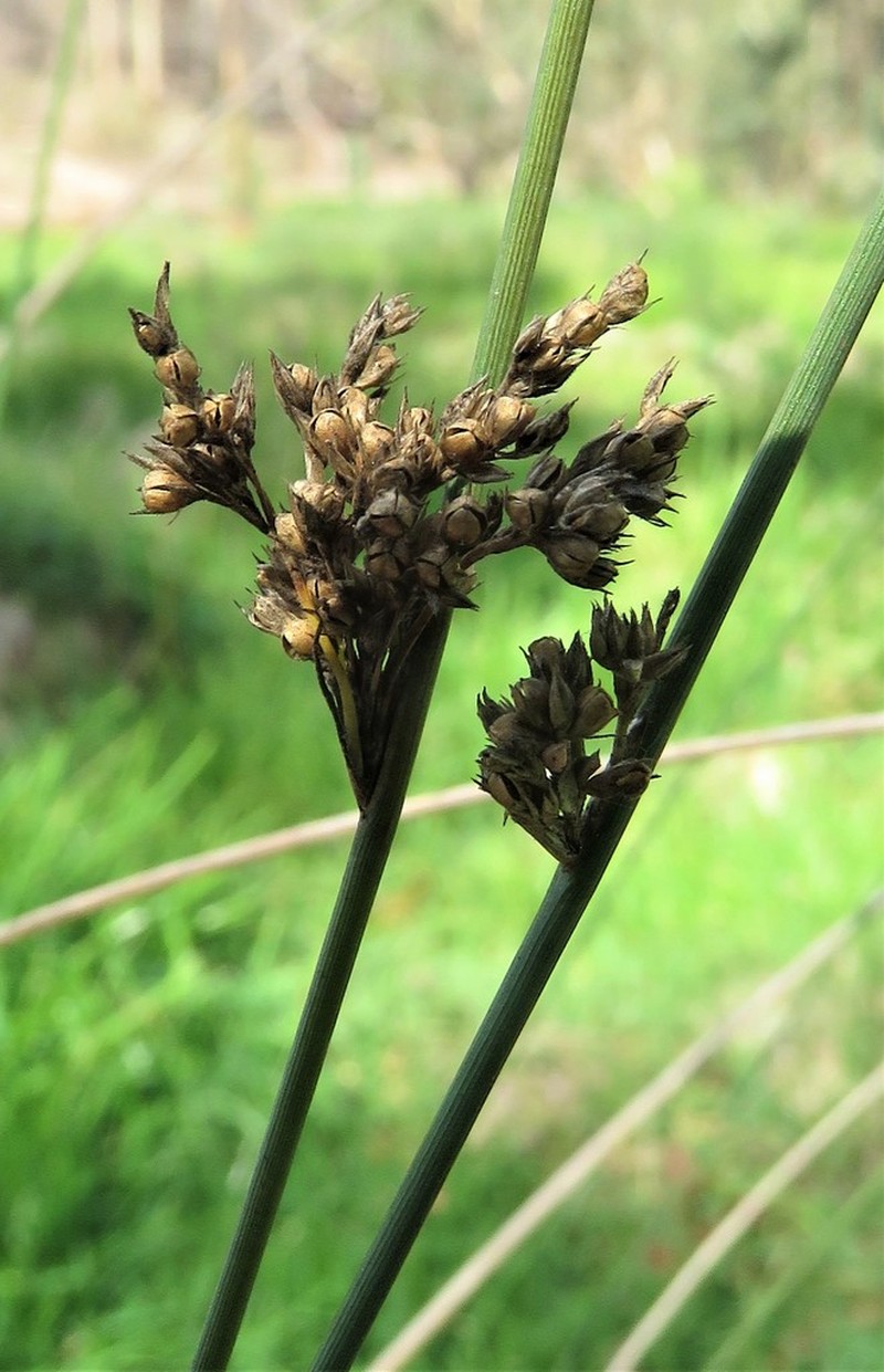 Juncus continuus photo 4