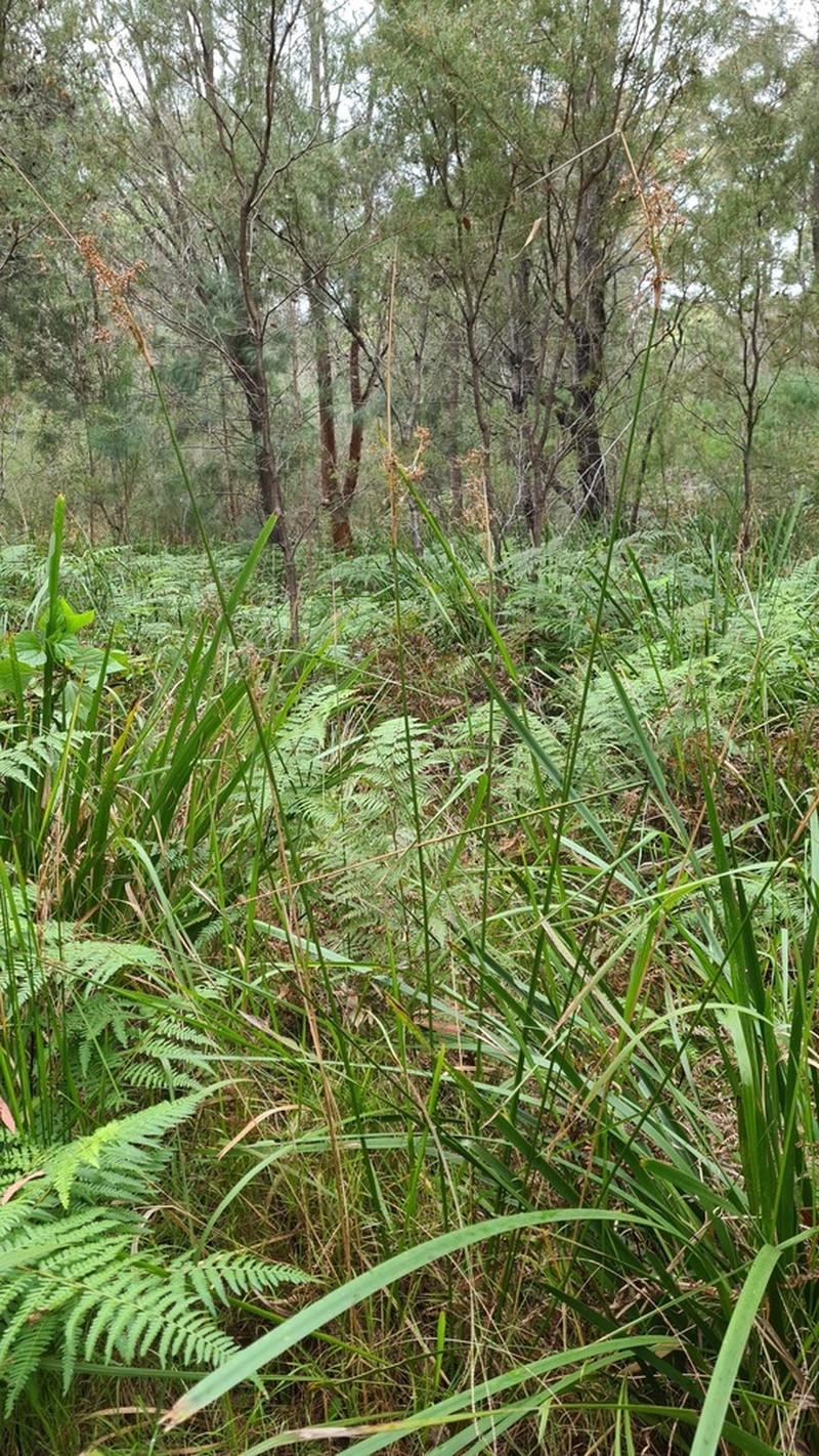 Juncus continuus photo 5