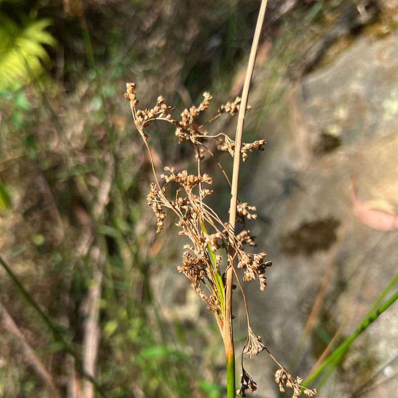 Juncus continuus photo 6