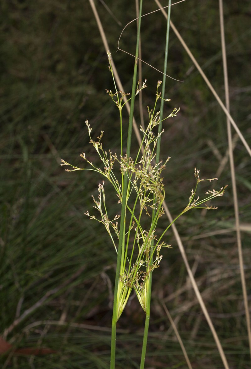 Juncus continuus photo 7