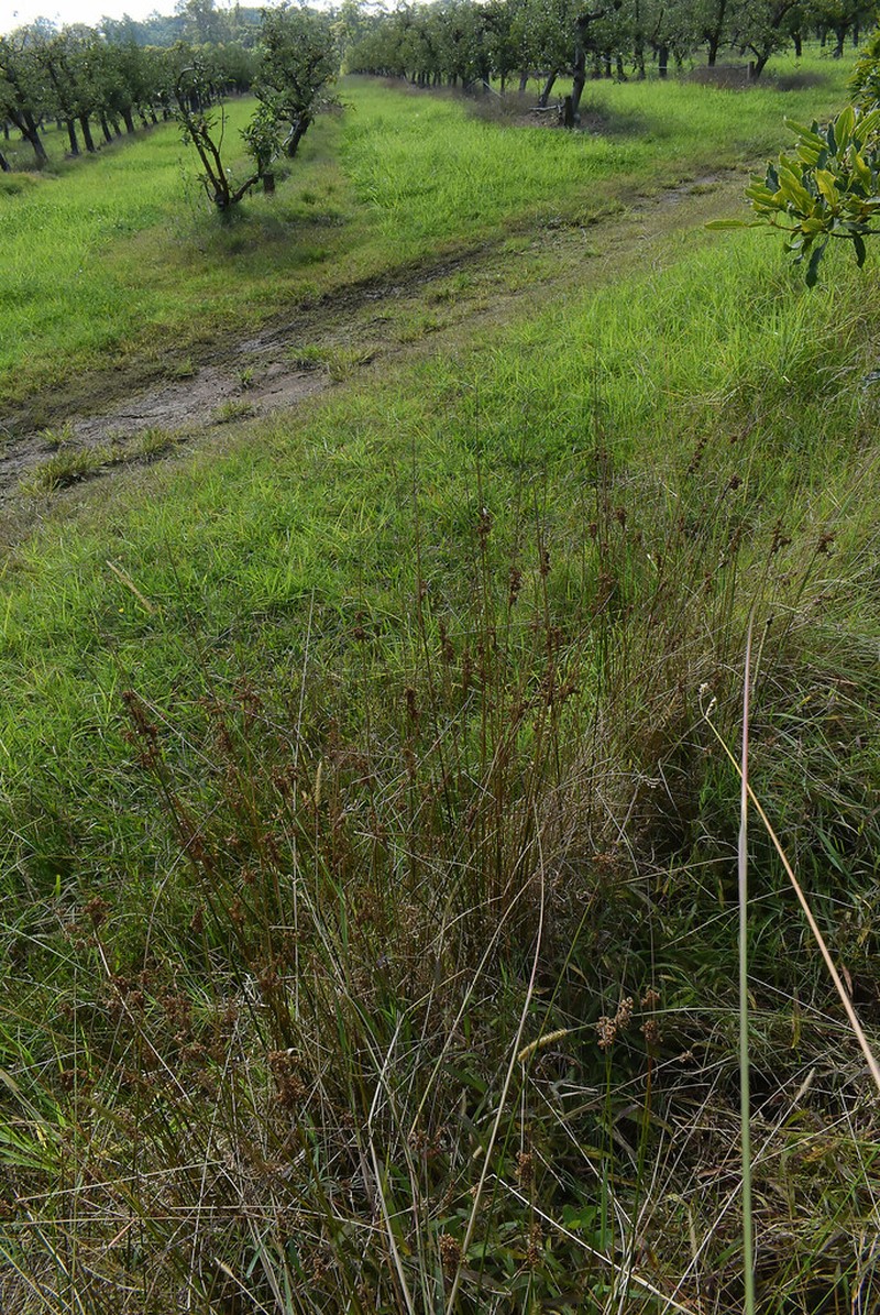 Juncus continuus photo 8