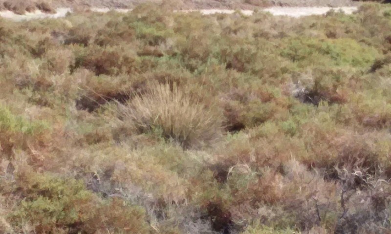 Cooper's Rush photo 4