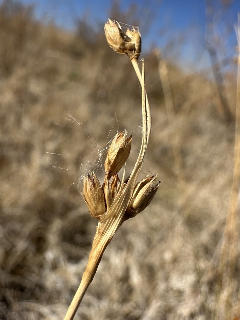 Cooper's Rush photo 5