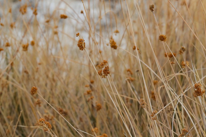 Cooper's Rush photo 6