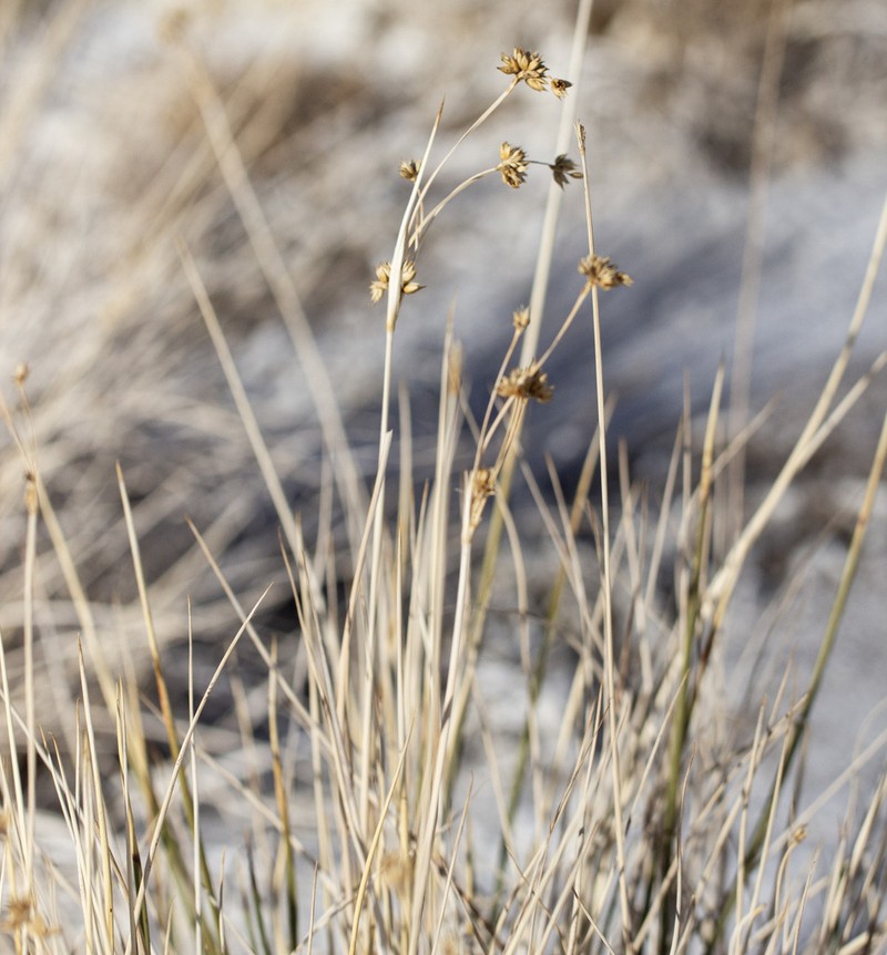 Cooper's Rush photo 7