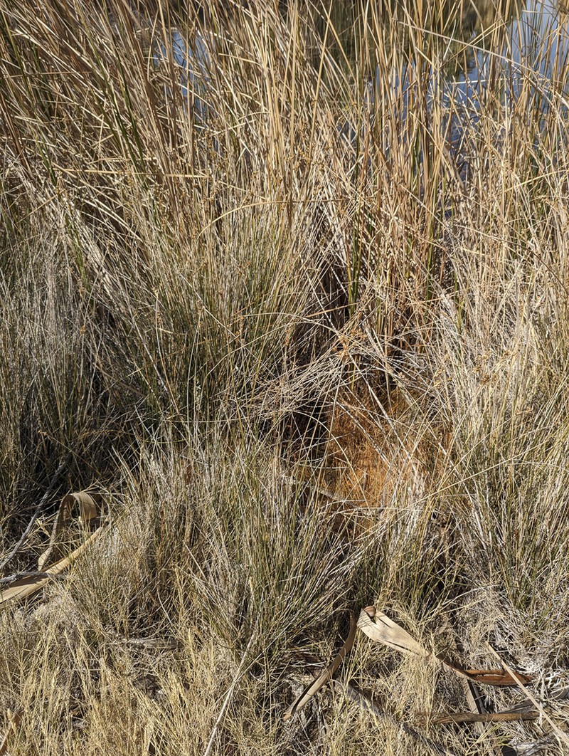 Cooper's Rush photo 8