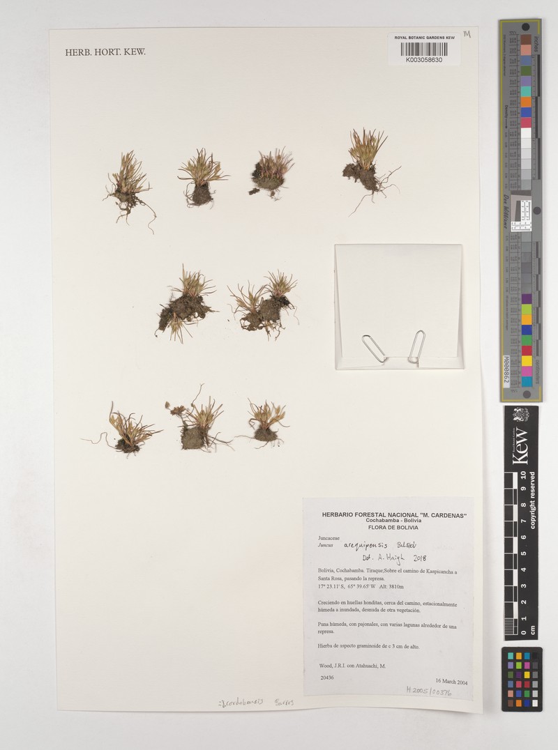 Juncus cordobensis