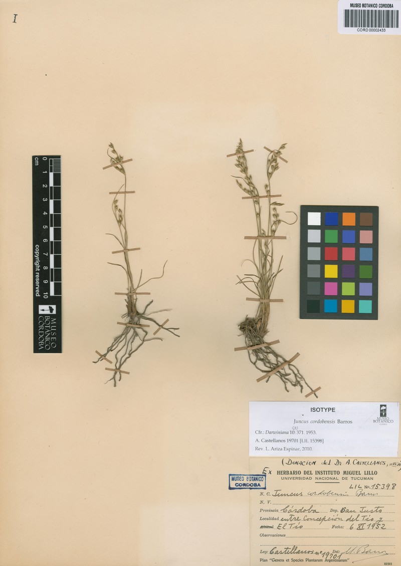 Juncus cordobensis photo 2