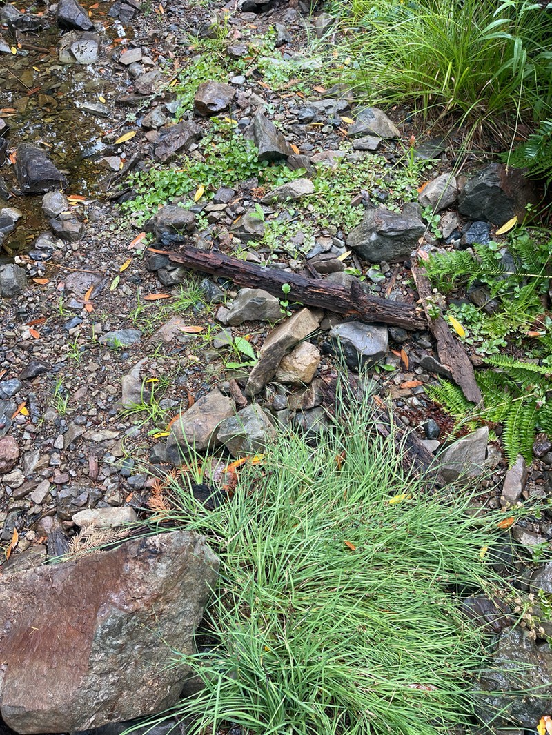 Coville's Rush photo 2