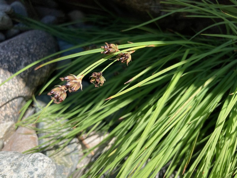 Coville's Rush photo 3