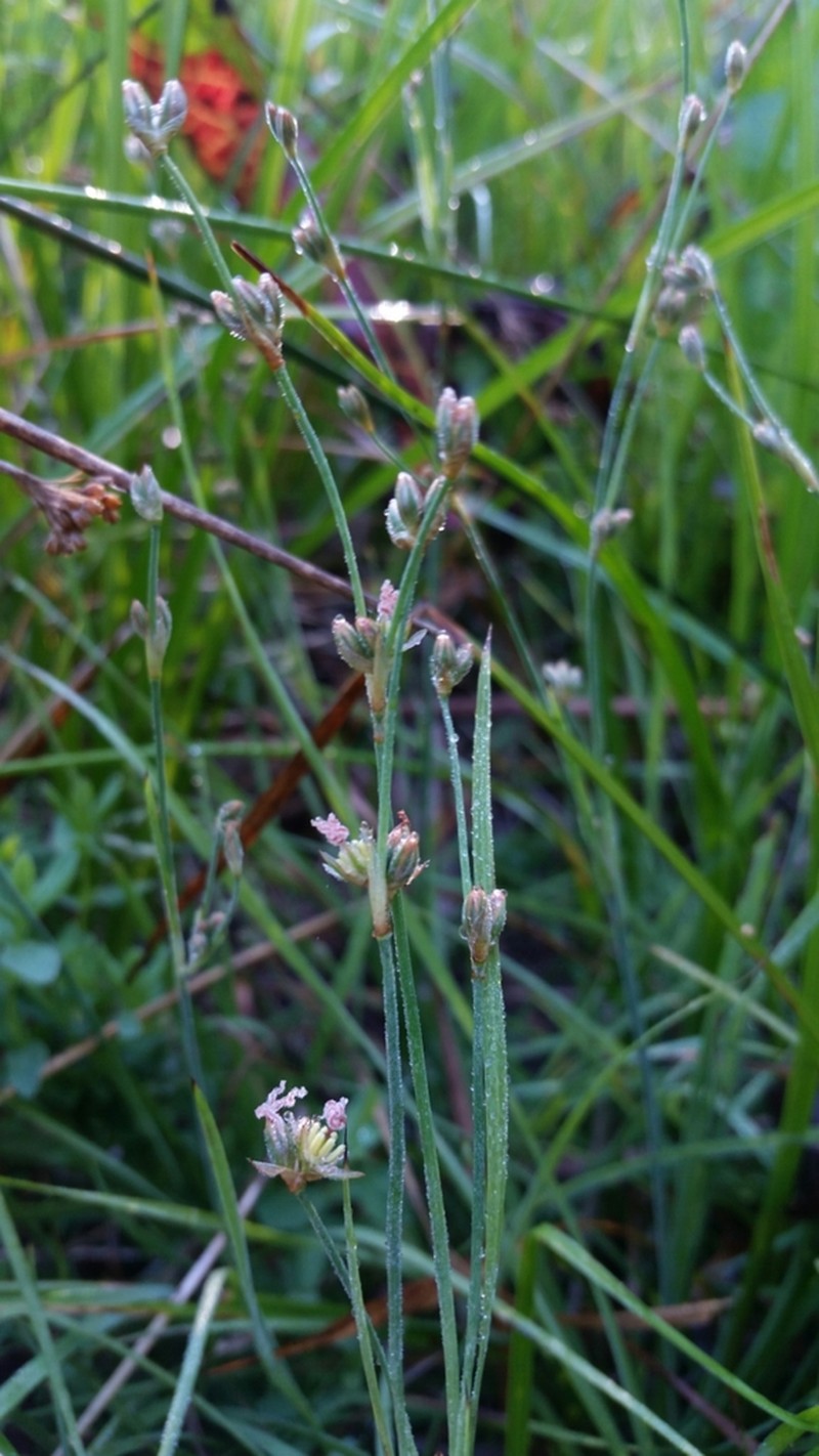 Coville's Rush photo 8