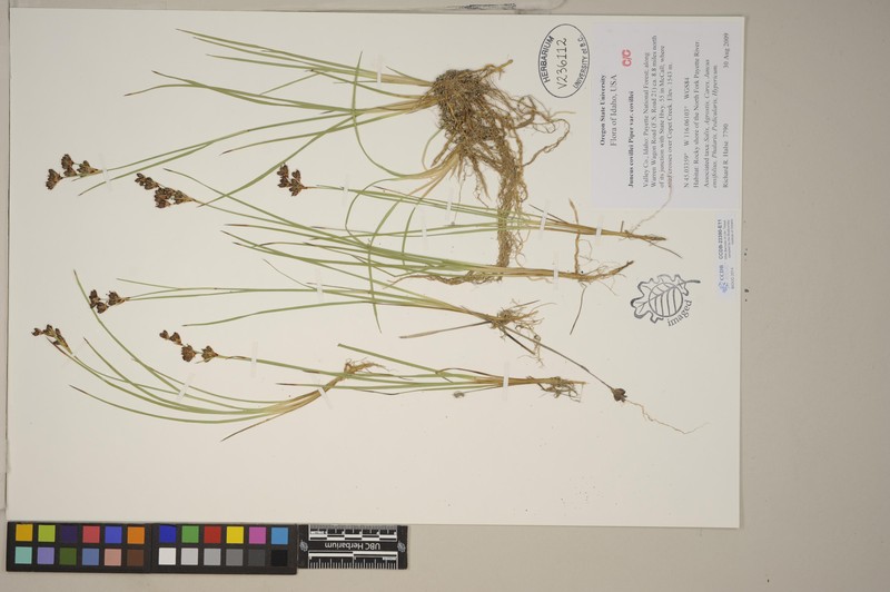 Juncus covillei var. covillei