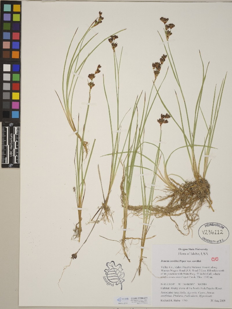 Juncus covillei var. covillei photo 2