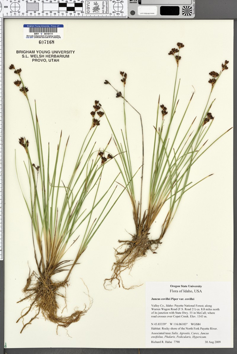 Juncus covillei var. covillei photo 3