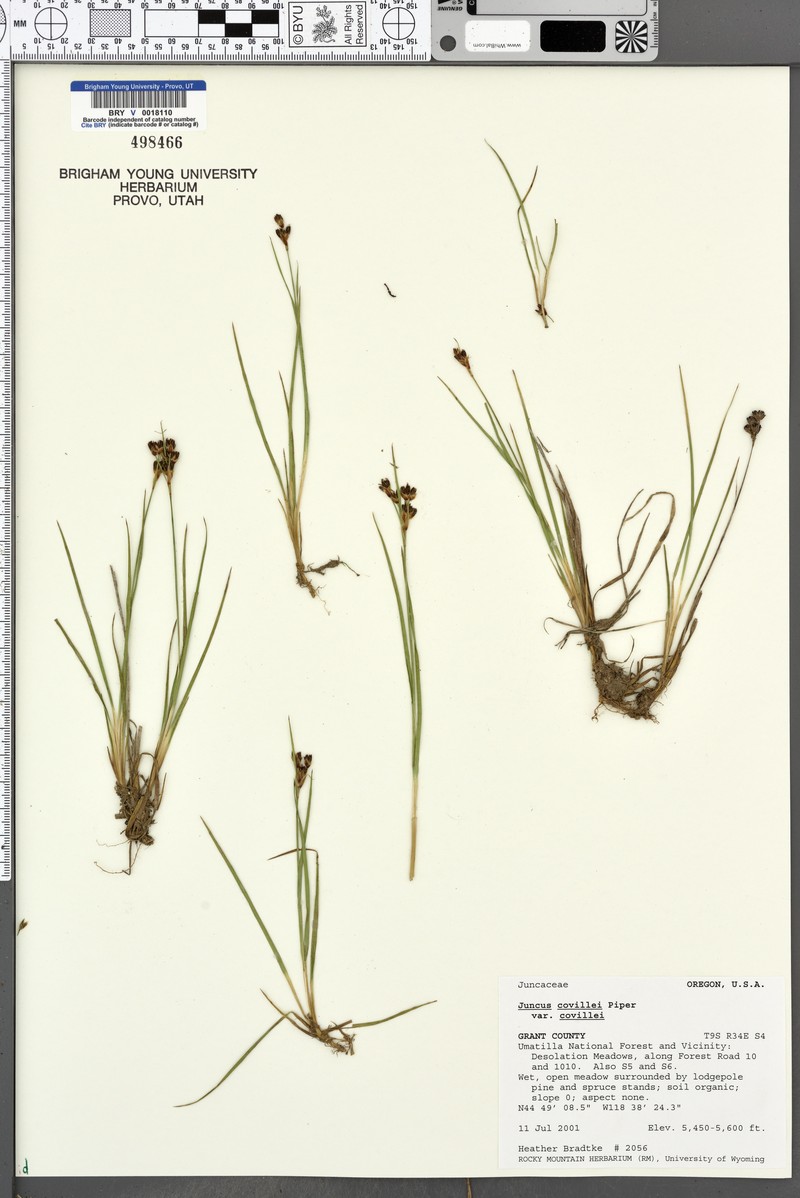 Juncus covillei var. covillei photo 4