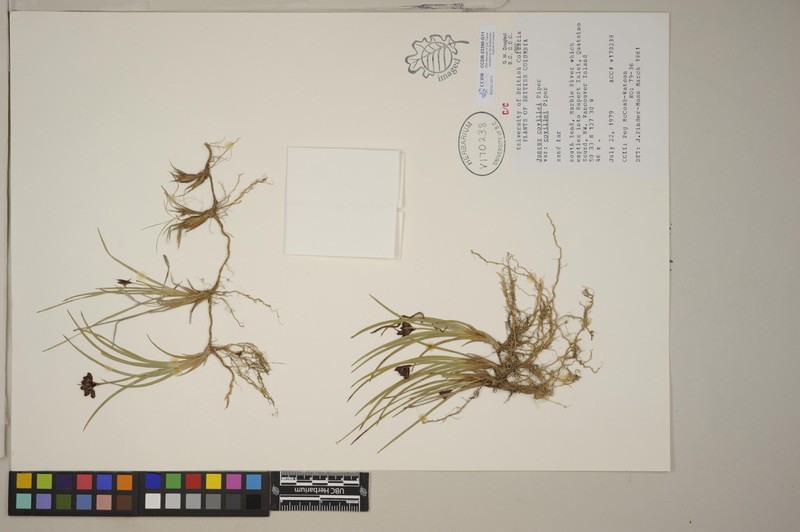 Juncus covillei var. covillei photo 5