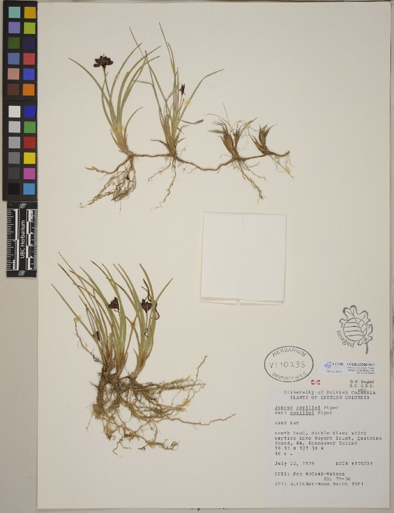 Juncus covillei var. covillei photo 6