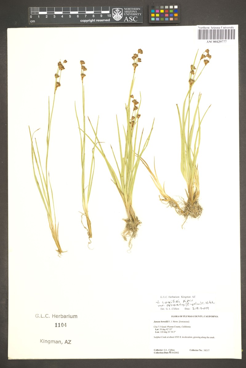 Juncus covillei var. obtusatus photo 2