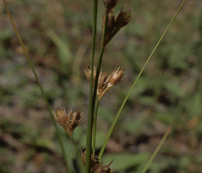 Juncus covillei var. obtusatus