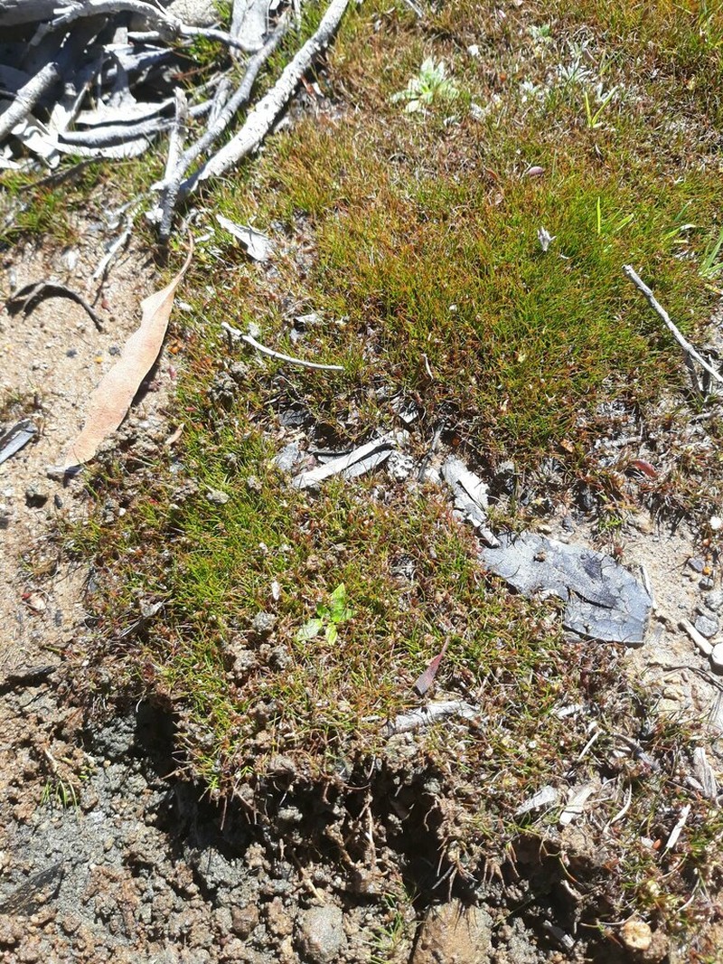 Juncus curtisiae