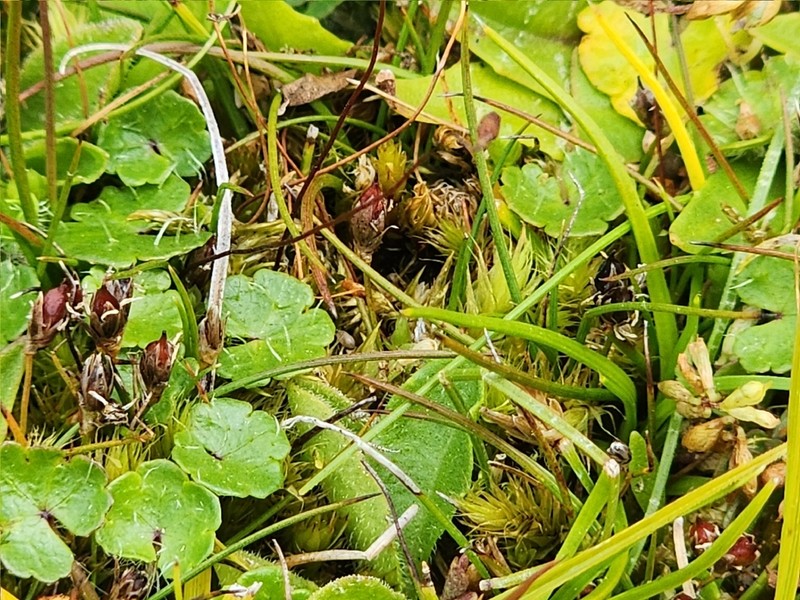 Juncus curtisiae photo 2