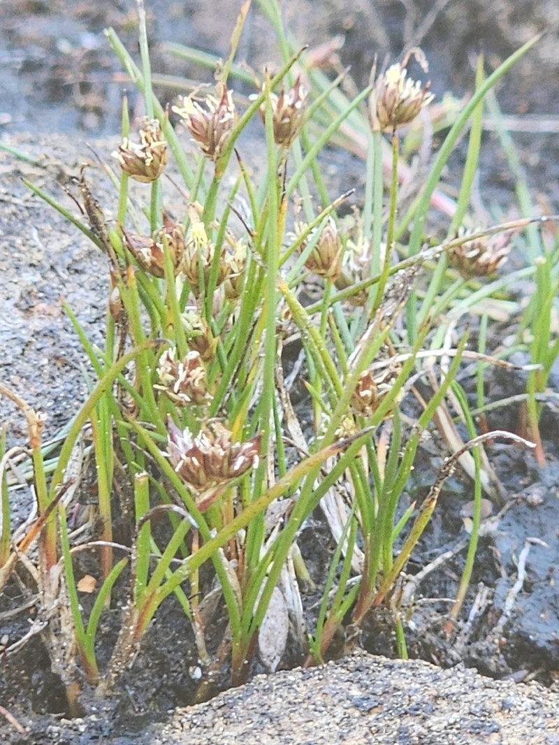 Juncus curtisiae photo 3