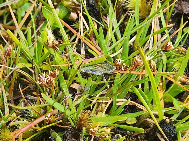 Juncus curtisiae photo 4