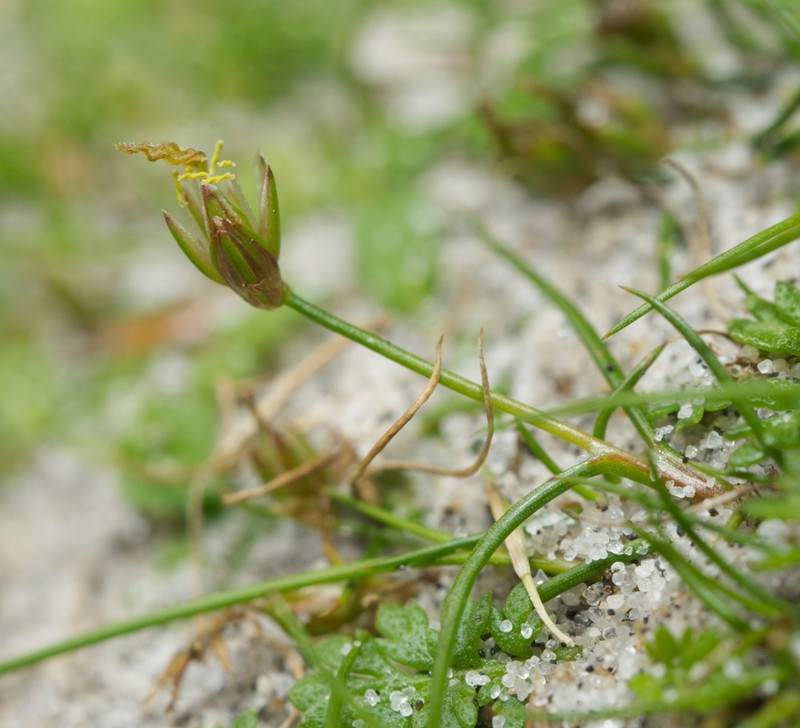 Juncus curtisiae photo 5