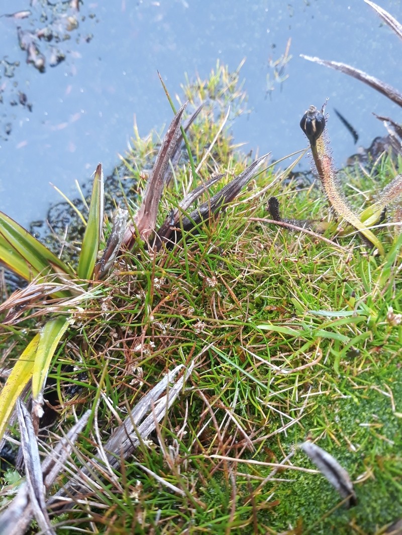 Juncus curtisiae photo 6