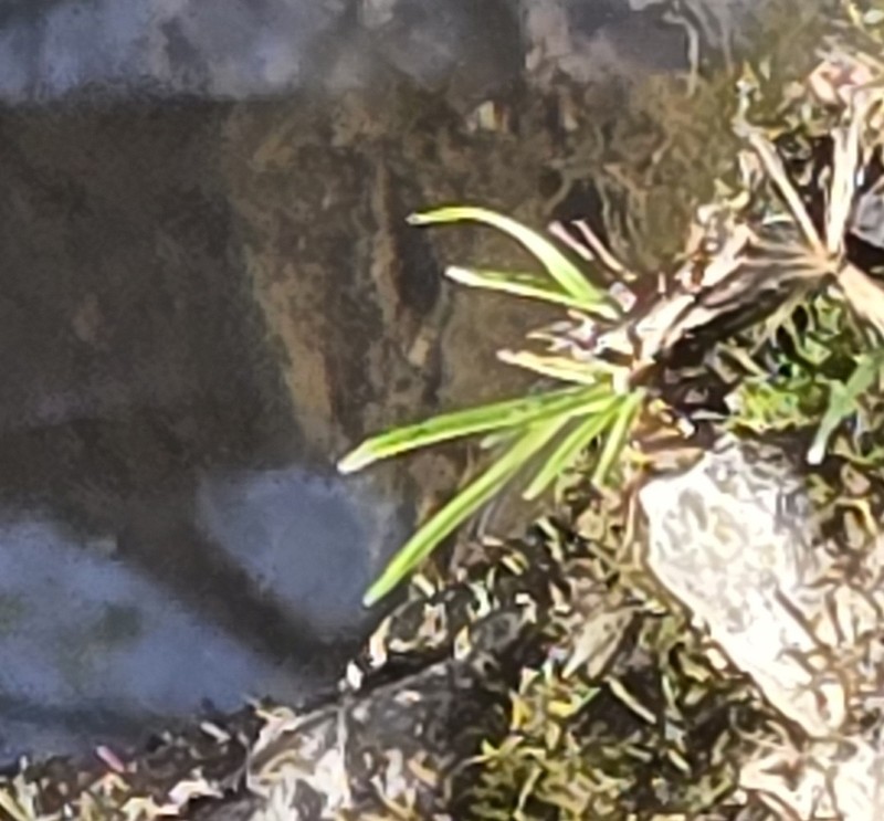 Juncus curtisiae photo 7