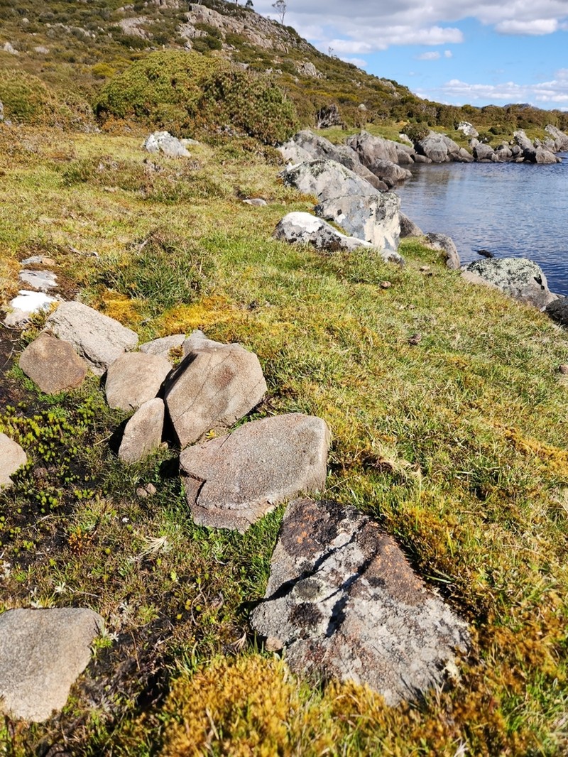 Juncus curtisiae photo 8