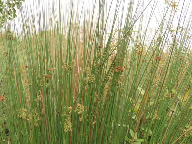 Juncus decipiens
