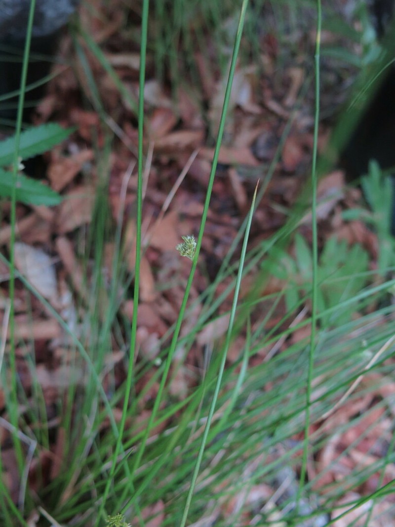 Juncus decipiens photo 2