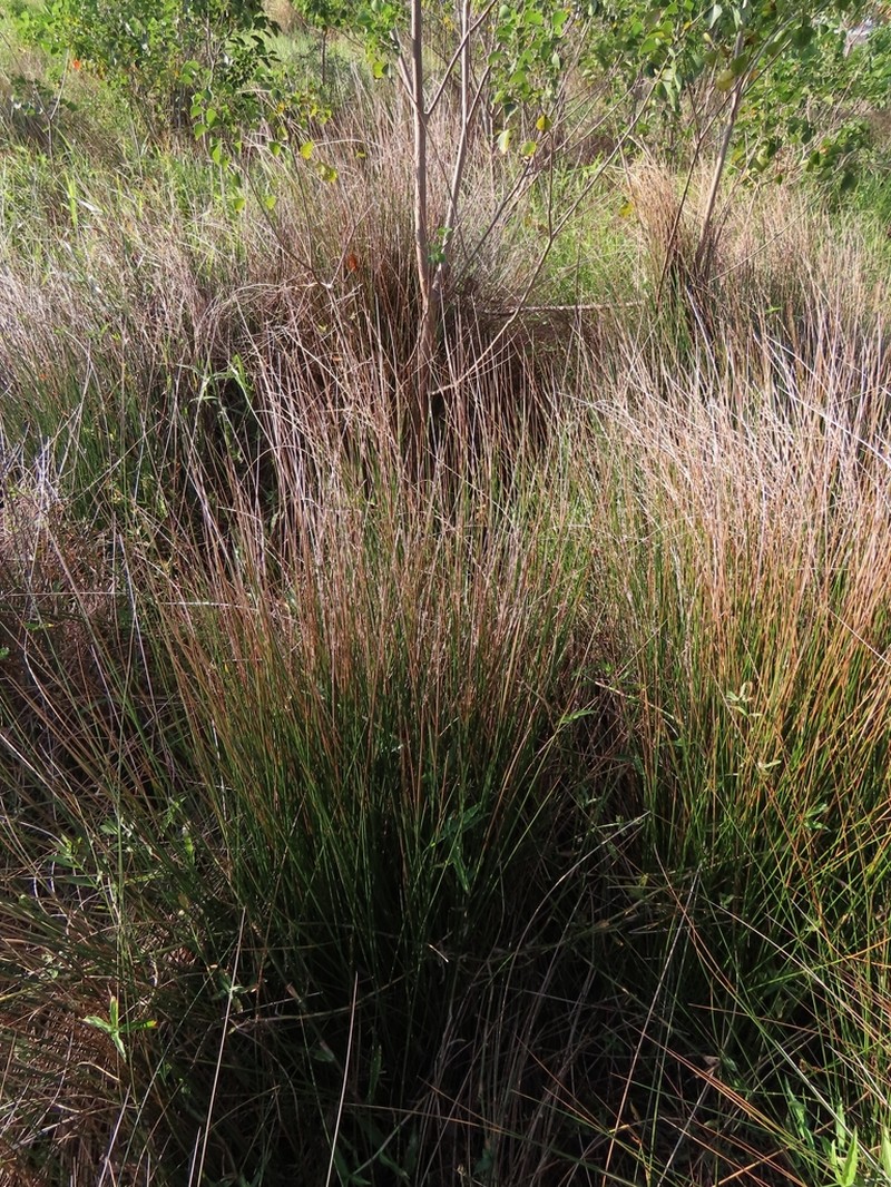 Juncus decipiens photo 3